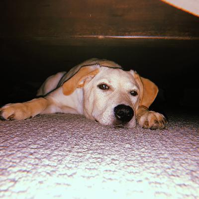 WE'RE BACK/QUARANTINE EDITION