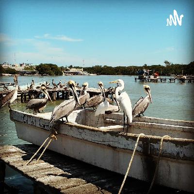 Biochoros 006 "Mareas rojas, Florecimientos algales nocivos"