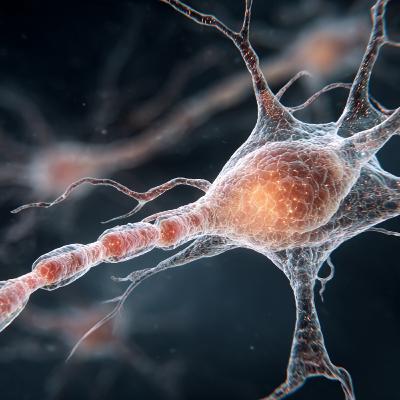 Cultivating an abundance mindset through the principles of neuroplasticity.