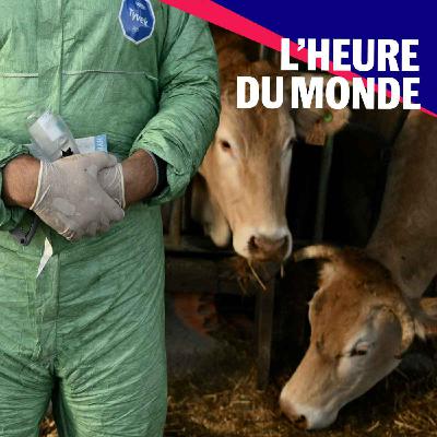 Pourquoi la dermatose nodulaire alimente la colère des agriculteurs français ?