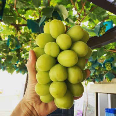 ぶどう農家が半年インスタ運用頑張ってみた結果。。。