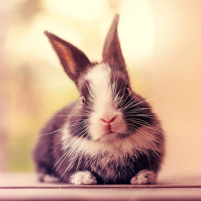 Why Rabbits Are Easier To Keep As An ESA? - 2022 Guide Why Rabbits Are Easier To Keep As An ESA? - 2022 Guide