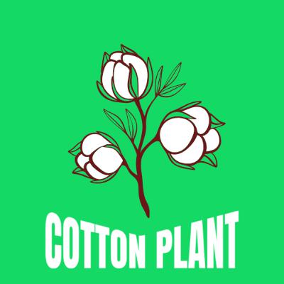 The Cotton Plant | Green Tales The Cotton Plant | Green Tales