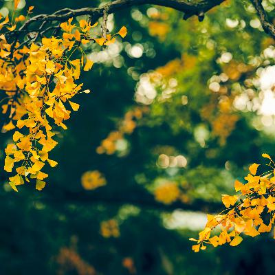 Gingko & renouée du japon