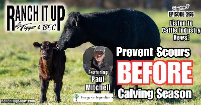 Prevent Scours Before Calving Season & Cattle Industry News