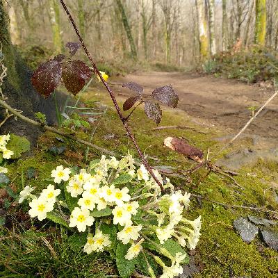 Soundscape Library:: Song Thrush at Five O'Clock