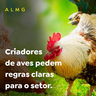 Criadores de aves pedem regras claras para o setor