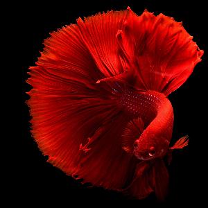 Do fish drink water Do fish drink water