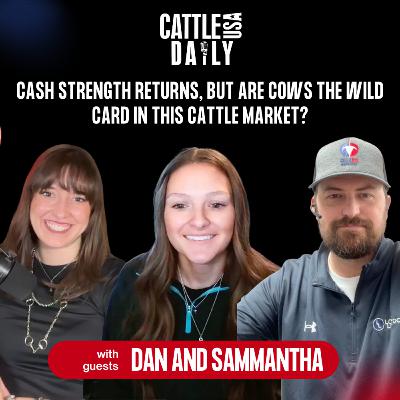 268: Cash Strength Returns, But Are Cows the Wild Card in This Cattle Market? 268: Cash Strength Returns, But Are Cows the Wild Card in This Cattle Market?