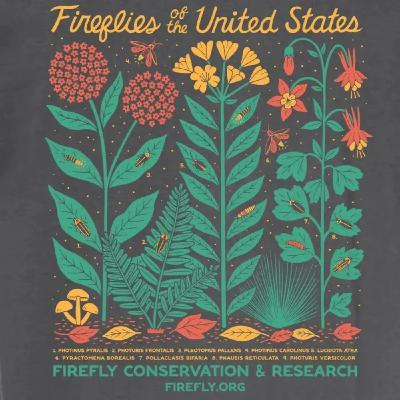 Ep. 557 - How to Help Fireflies Ep. 557 - How to Help Fireflies
