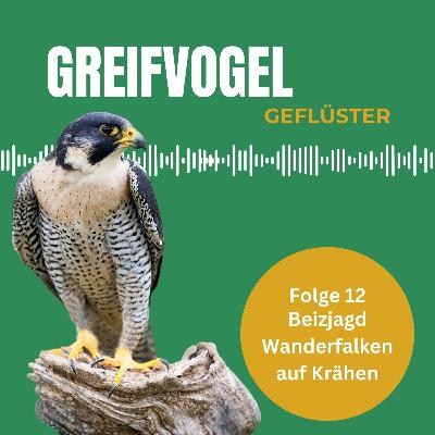 Beizjagd mit dem Wanderfalken auf Krähen