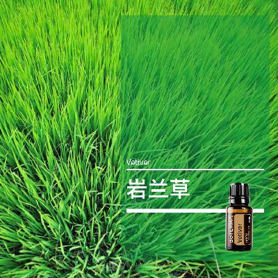 第五十二课：岩兰草