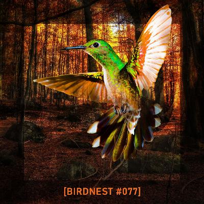 BIRDNEST #077 | Lost in Space | Podcast by The Lahar