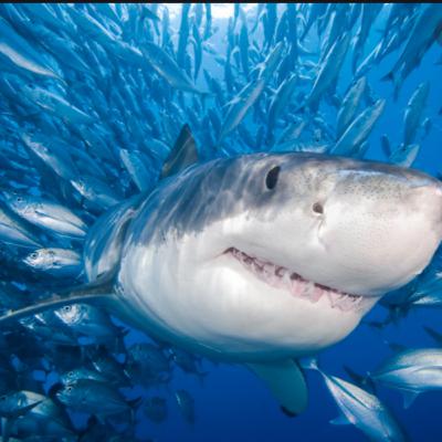 STS episode 2 STS episode 2