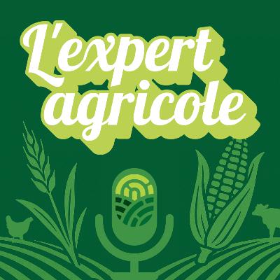 #1 - Des vaches en cavale, Nelson Mandela et beaucoup d'humilité