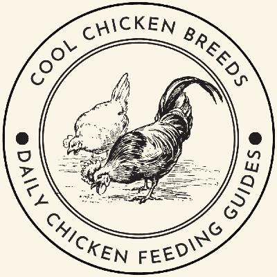 Feral Chicken: Everything You Need To Know