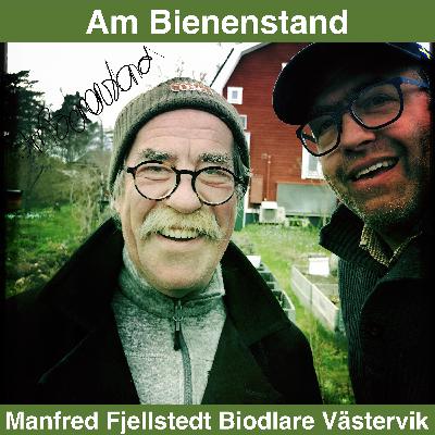 Selbstversuch: Bienenvolk vier Jahre mit Erfolg sich selbst überlassen.