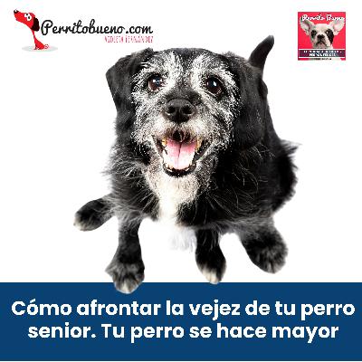 Cómo afrontar la vejez de tu perro senior. Tu perro se hace mayor