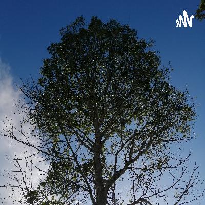 Poema "Mil estrellas en el cielo"