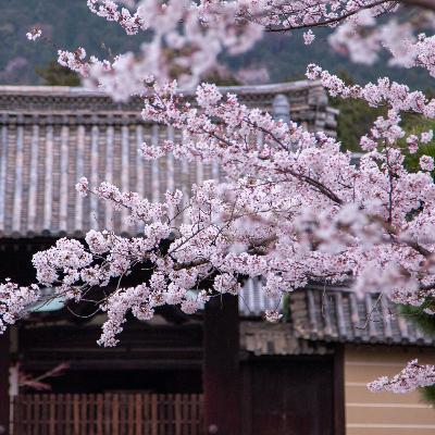 【30秒中日對照朗讀 】百人一首-9-小野小町