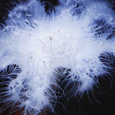 Facts: The Giant Plumose Anemone