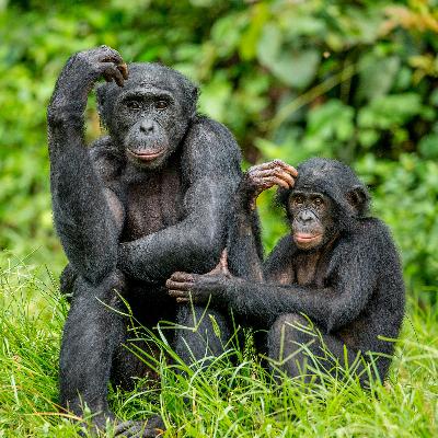 Busting the Myth of Primate Patriarchy:  The Nature of Sex and Gender in Our Ape Relatives