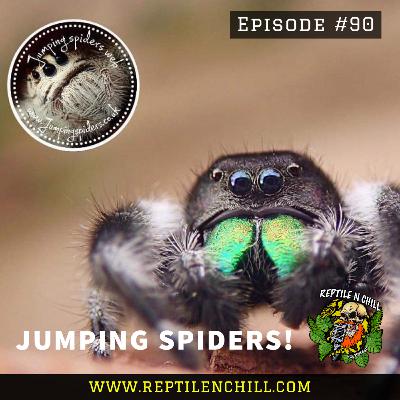 Jumper Spiders with Stevie - 90 Reptile n Chill Jumper Spiders with Stevie - 90 Reptile n Chill