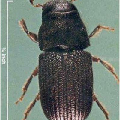 The effect of pine beetles