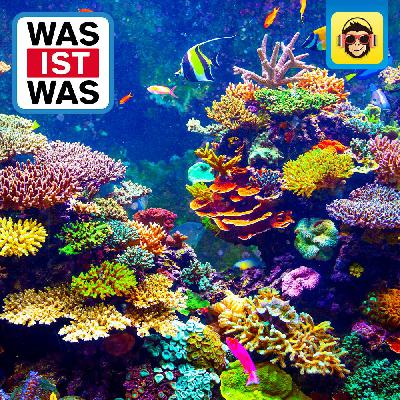 Korallenriff - Mitten im Gewusel