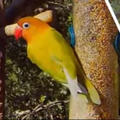 Episode 2: Bird sounds for cats and nature lovers Episode 2: Bird sounds for cats and nature lovers