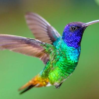 El Pájaro del Alma