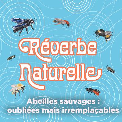 Abeilles sauvages : oubliées mais irremplaçables