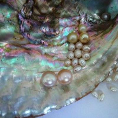 Seashell is the Pearl