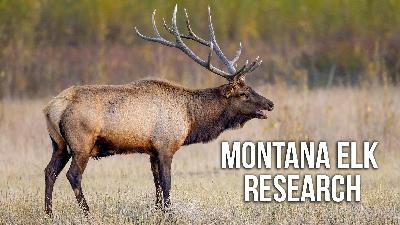 Why Can't Hunters find Bulls? | Week of July 21