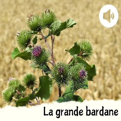La grande bardane La grande bardane