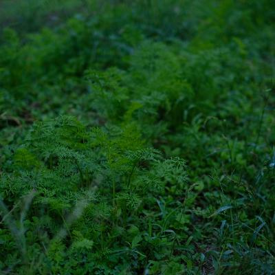 第73回　畑の近況と山岡さんに聞きたいこと