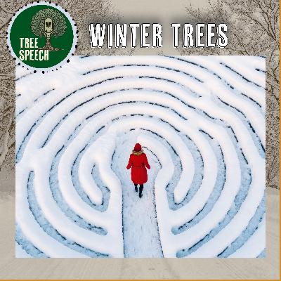Winter Trees: Unraveling the Magic of Winter Celebrations