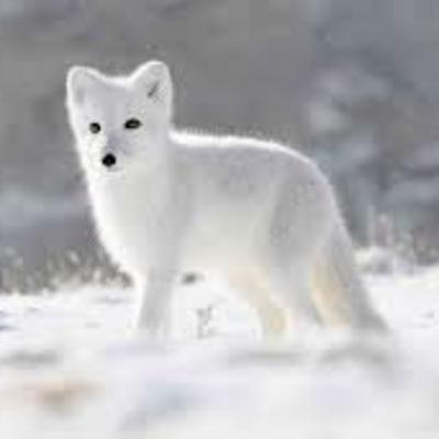 Arctic Fox - Super Adaptive Fox?