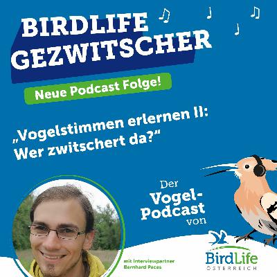 72. Vogelstimmen erlernen Ⅱ: Wer zwitschert da?