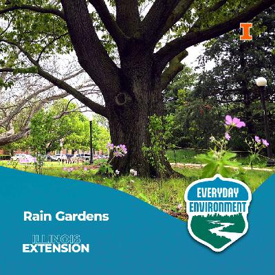Rain gardens and nerding out over native plants