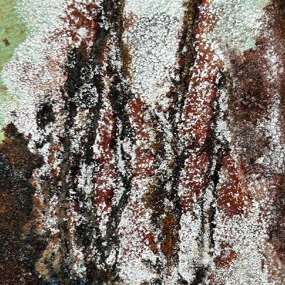 La herida y la revelación La herida y la revelación