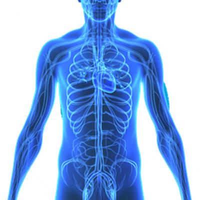 CBD and the Human Body