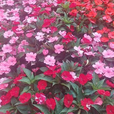 Escribano Palustre - Ciencia ciudadana - 15/09/25