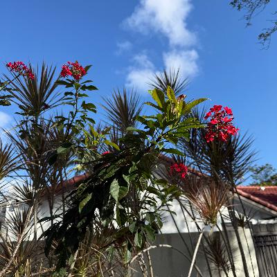 HAZ QUE ESE LIBRO HABLE (E2009).