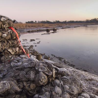 Gulf Coast Oysters' Decline: Impacts on the Mississippi Gulf Coast