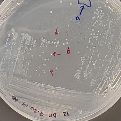 Reorganizing Petri Dish Racks
