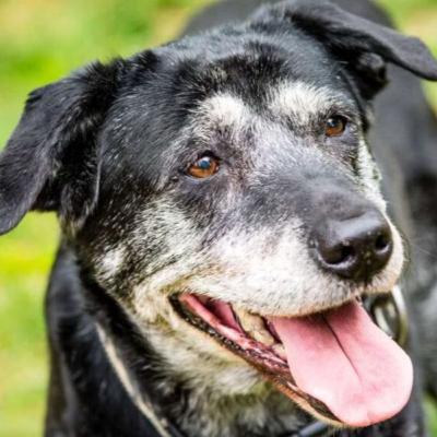 Papo Sobre Pets: Demência em cães e gatos idosos exige atenção Papo Sobre Pets: Demência em cães e gatos idosos exige atenção