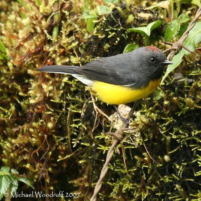 Habits of Consumption