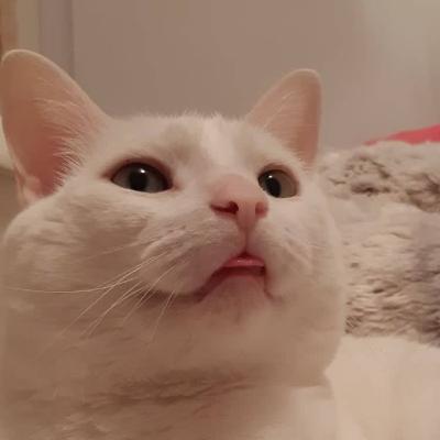 The boy and the dog episode 1 Touché The boy and the dog episode 1 Touché