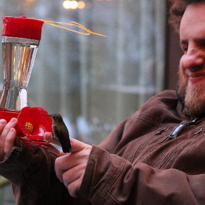 An Afternoon with Anna's Hummingbirds